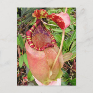 Nepenthes sumatranaフォトポストカード ポストカード