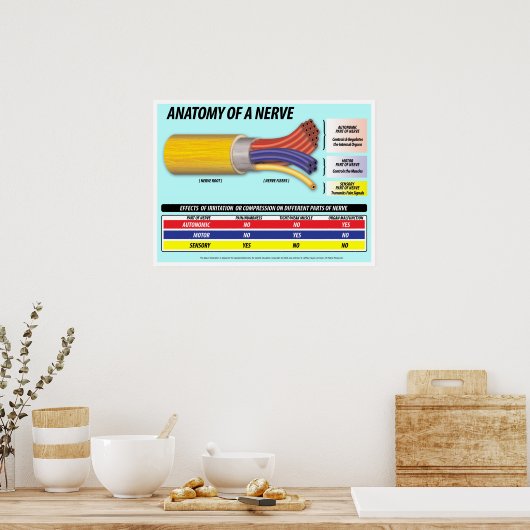 Nerve 2016版の解剖学 ポスター (キッチン)