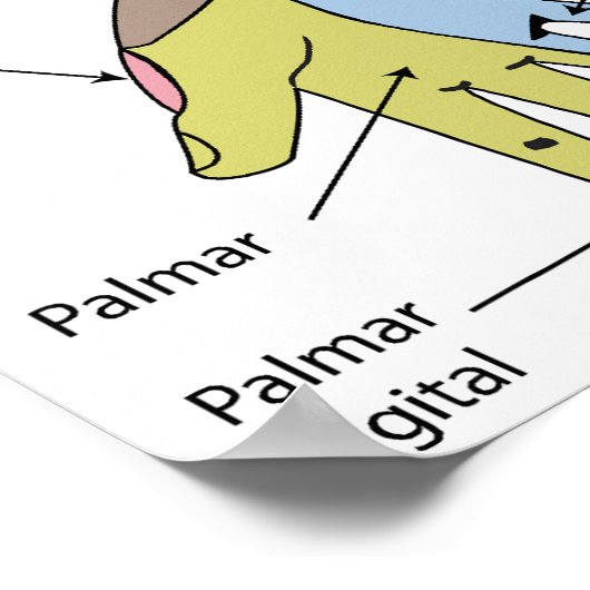 Nervous System Cutaneous Innervation Right Limb ポスター (角)