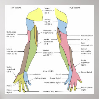 Nervous System Cutaneous Innervation Right Limb ポスター
