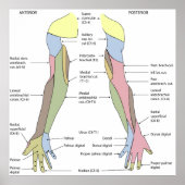 Nervous System cutaneous innervation upper limb ポスター (正面)
