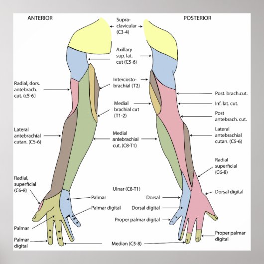 Nervous System cutaneous innervation upper limb ポスター (正面)