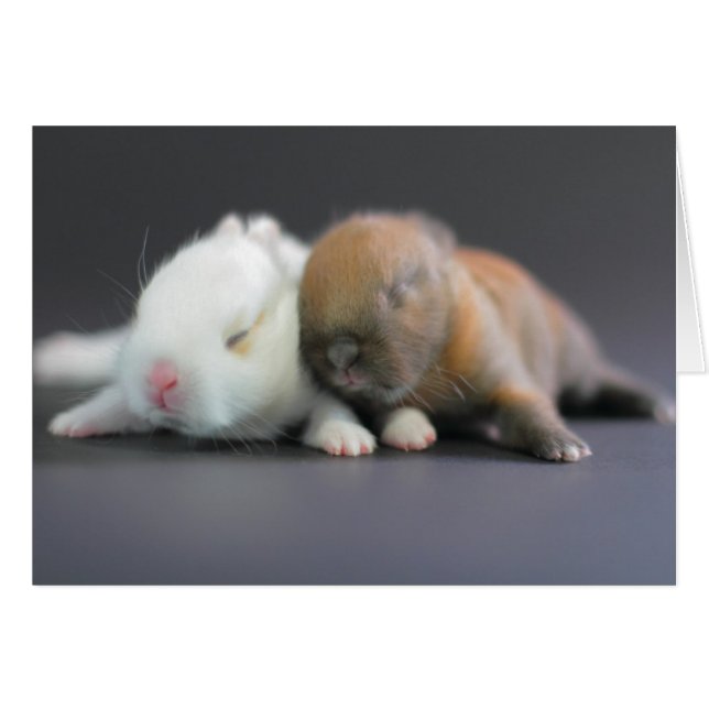 Netherlandの小型ウサギ (正面横)