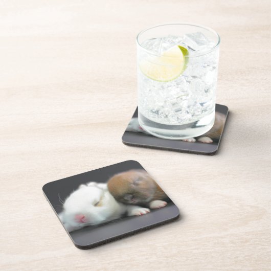 Netherlandの小型ウサギ コースター (右側)