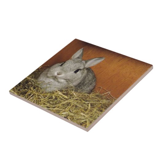 Netherlandの小型ウサギ タイル (側面)