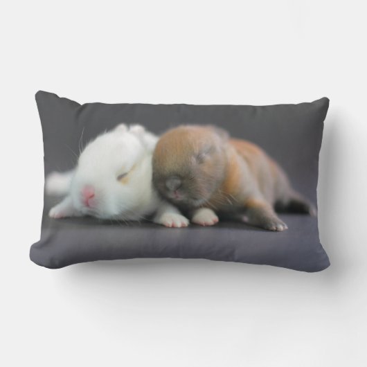 Netherlandの小型ウサギ ランバークッション (正面)
