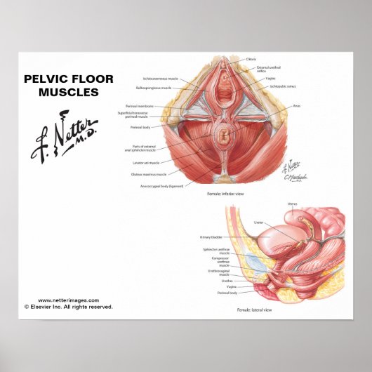 Netter's Pelvic Floor Muscles – ラベル付きチャート ポスター (正面)