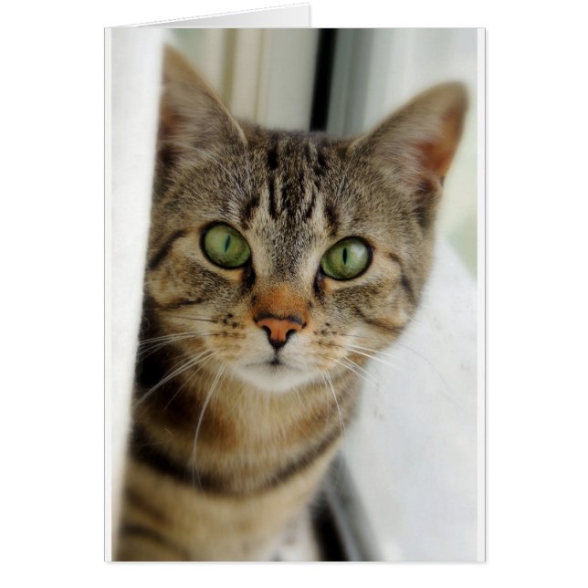 neugierige Katze (正面)