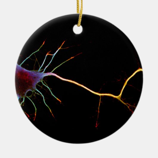 Neuroscience, neuron , science セラミックオーナメント (正面)