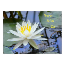 Never 与え Up《植物》スイレン