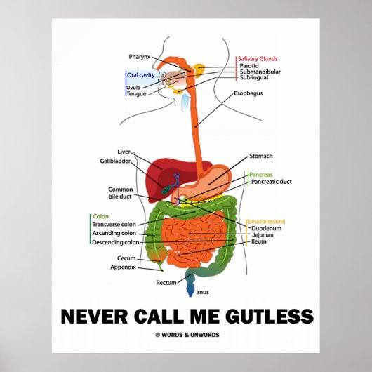 Never Call Me Gutless (Digestive System Humor) ポスター (正面)