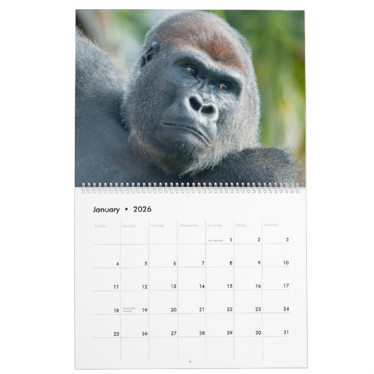 NEW for 2026 Gorilla Calendar カレンダー (1月 2026)