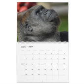 NEW for 2026 Gorilla Calendar カレンダー (3月 2027)