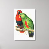New Guinea Eclectus, parrots, キャンバスプリント (正面)
