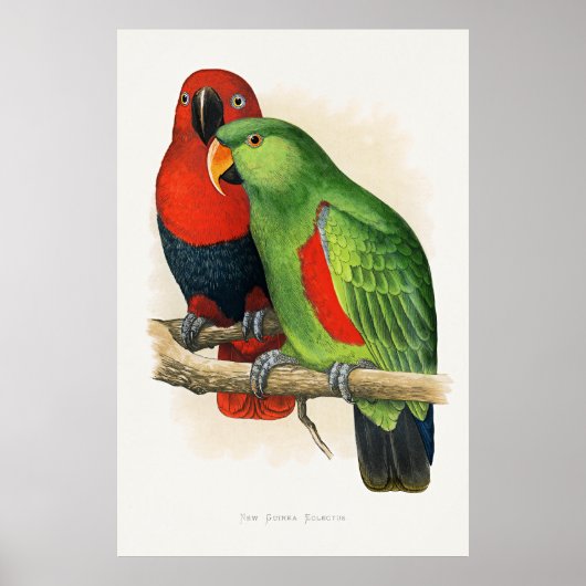 New Guinea Eclectus, parrots, ポスター (正面)