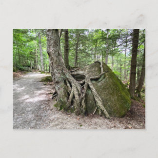 New Hampshire Rock Tree Postcard ポストカード