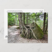 New Hampshire Rock Tree Postcard ポストカード (正面/裏面)