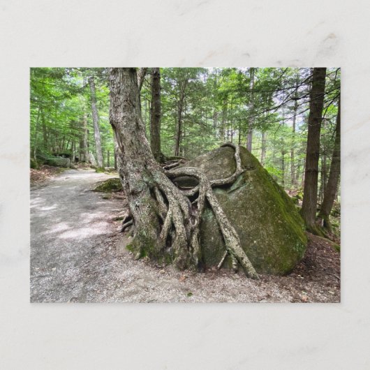 New Hampshire Rock Tree Postcard ポストカード (正面)