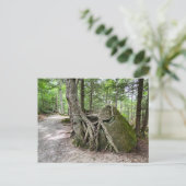 New Hampshire Rock Tree Postcard ポストカード (スタンド正面)