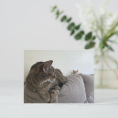 New kitten Postcard ポストカード (スタンド正面)