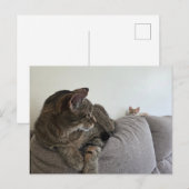 New kitten Postcard ポストカード (正面/裏面)