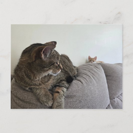 New kitten Postcard ポストカード (正面)