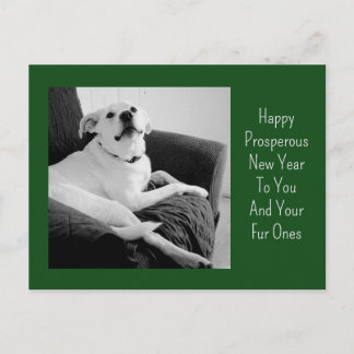 New Year Black and White Photo of Cute Dog Green シーズンポストカード