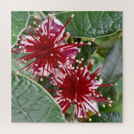 New Zealand Flower Red Blooming Feijoa ジグソーパズル