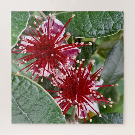 New Zealand Flower Red Blooming Feijoa ジグソーパズル (縦)