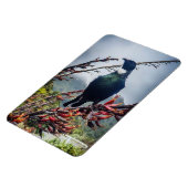 New Zealand Tui – マグネット写真 マグネット (左側)