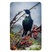 New Zealand Tui – マグネット写真 マグネット (縦)