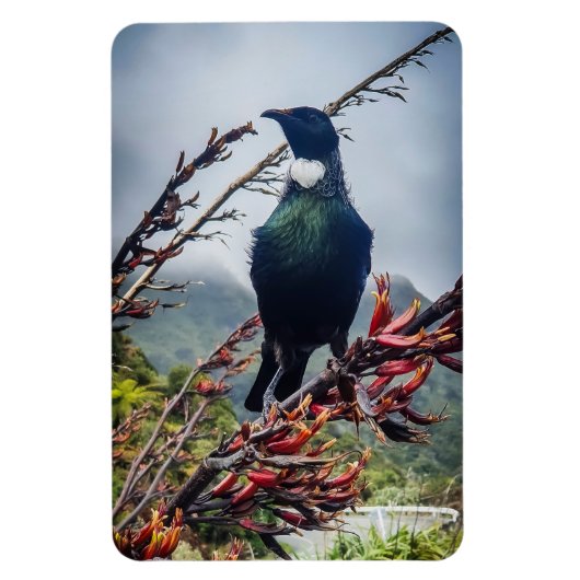 New Zealand Tui – マグネット写真 マグネット (縦)