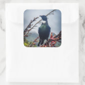 New Zealand Tui Bird Sticker スクエアシール (バッグ)