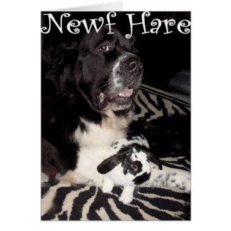 Newfのノウサギ