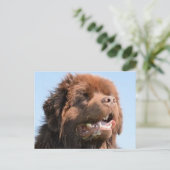 newfie brown.png ポストカード (スタンド正面)