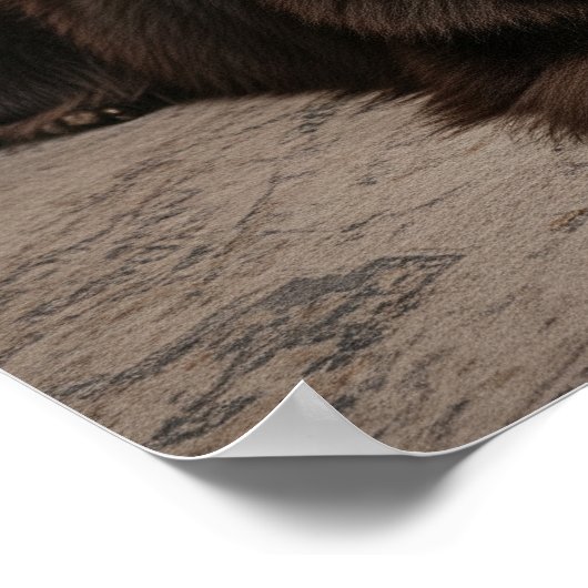 Newfoundland Dog Relaxing ポスター (角)