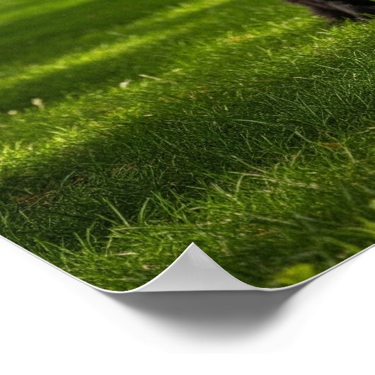 Newfoundland Dog with Frisbee ポスター (角)