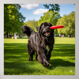 Newfoundland Dog with Frisbee ポスター