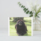 Newfoundland laying.png ポストカード (スタンド正面)