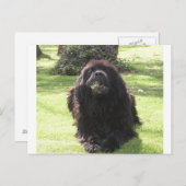 Newfoundland laying.png ポストカード (正面/裏面)