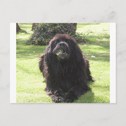 Newfoundland laying.png ポストカード (正面)