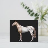 Nez Perceの馬 ポストカード (スタンド正面)