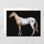 Nez Perceの馬 ポストカード (正面/裏面)