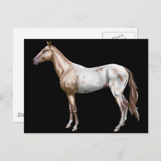 Nez Perceの馬 ポストカード (正面/裏面)