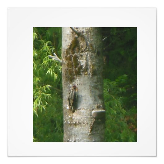 NH Gnarled Tree フォトプリント (正面)