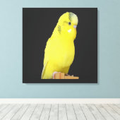 niedlicher gelber Wellensittich  キャンバスプリント (インサイチュ (ウッドフロア))