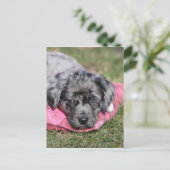 Niedlicher Mischlings-Welpe ポストカード (スタンド正面)