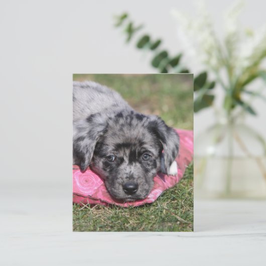 Niedlicher Mischlings-Welpe ポストカード (スタンド正面)