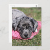 Niedlicher Mischlings-Welpe ポストカード (正面/裏面)