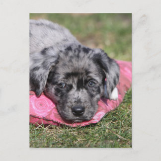 Niedlicher Mischlings-Welpe ポストカード